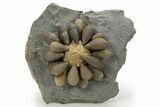 Jurassic Club Urchin (Asterocidaris) - Boulemane, Morocco #318984-1